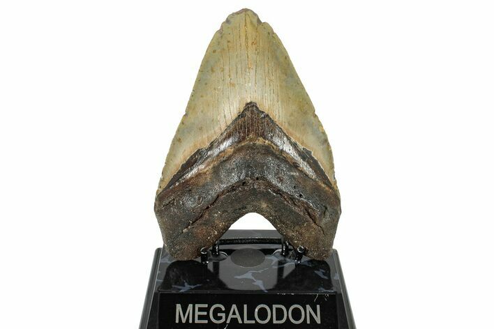 Huge, Fossil Megalodon Tooth - North Carolina #235534